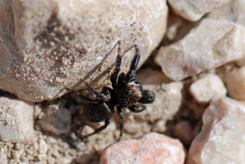 Evarcha arcuata
